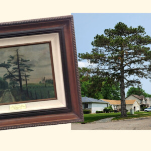 Holt History: Pine Tree Road